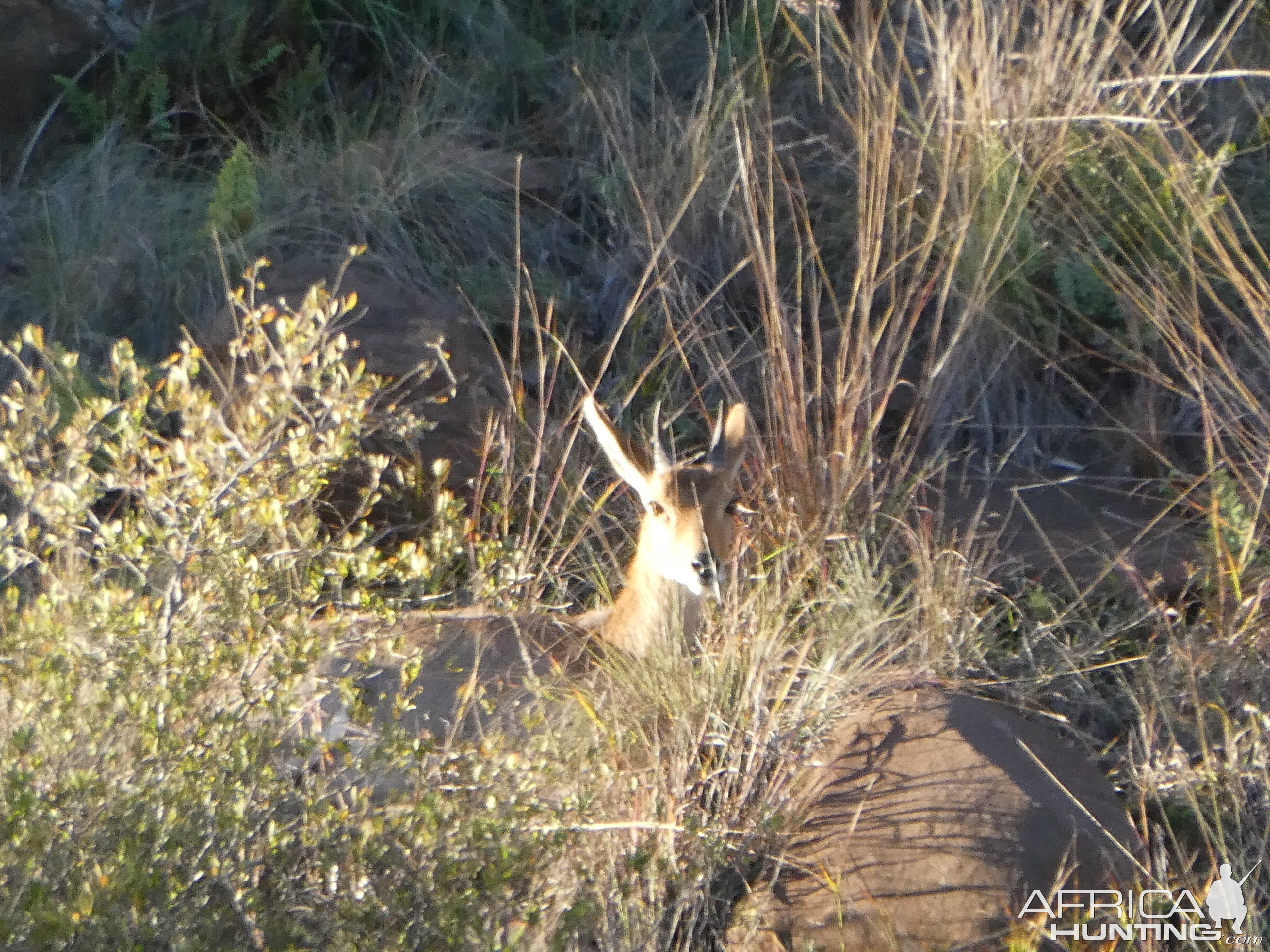 Duiker in South Africa