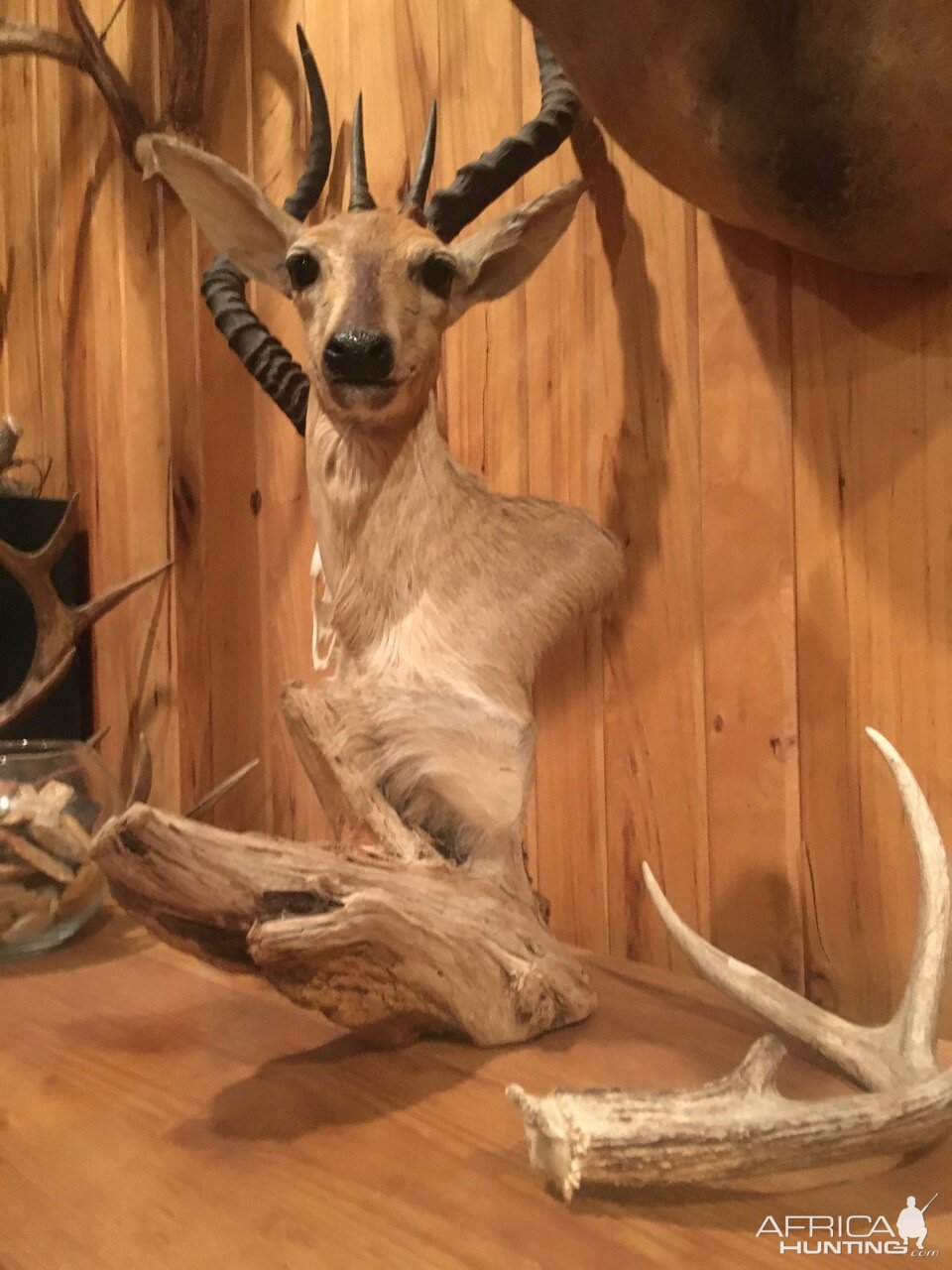 Duiker Pedestal Mount Taxidermy