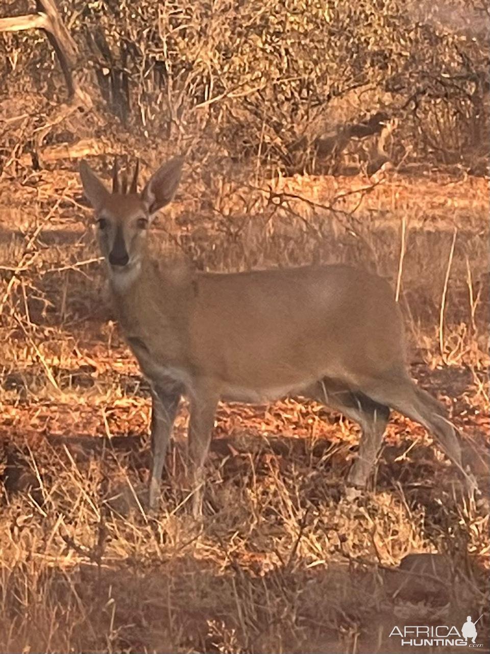 Duiker South Africa