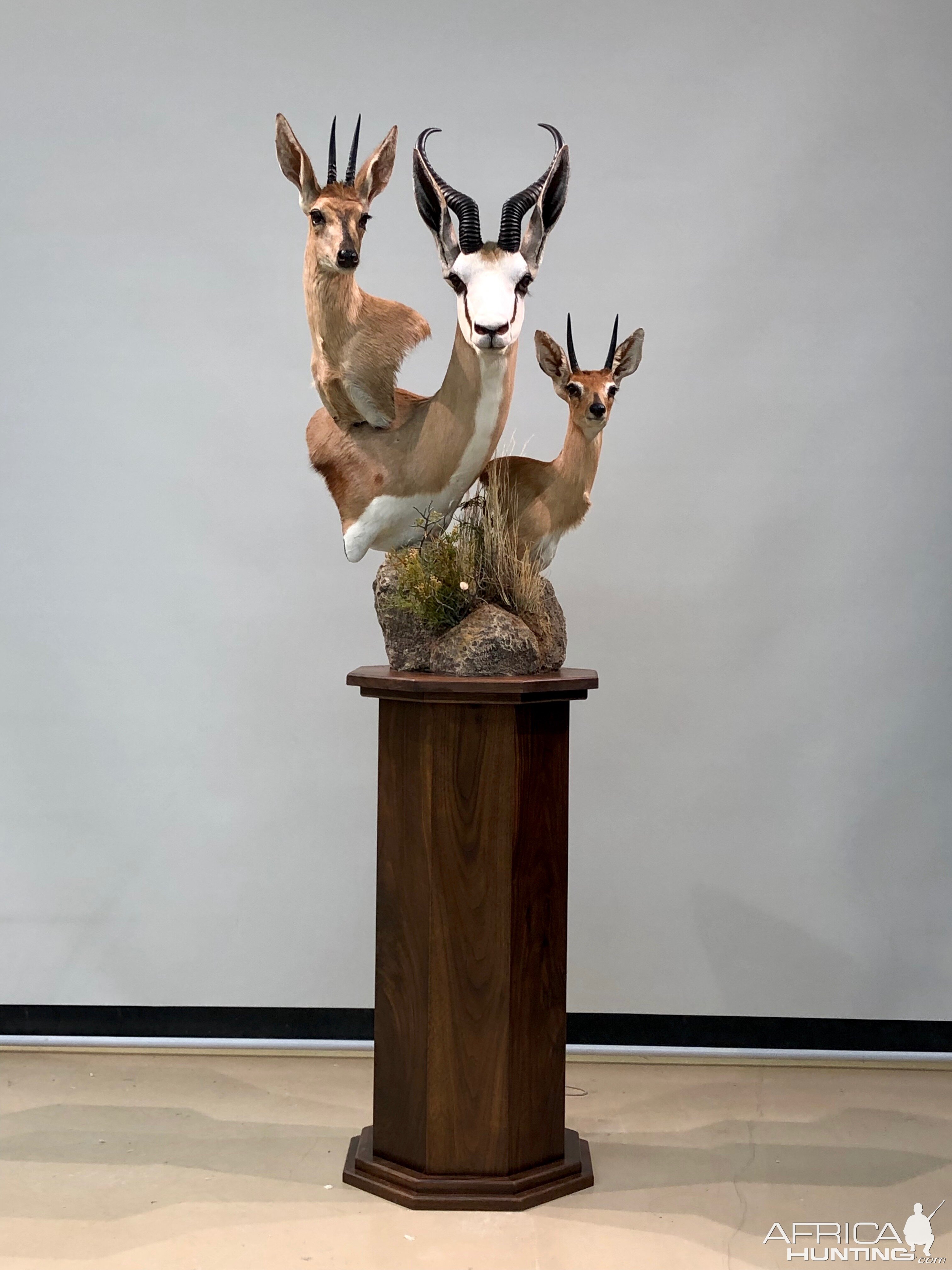 Duiker, Springbok & Steenbok Triple Pedestal Mount Taxidermy