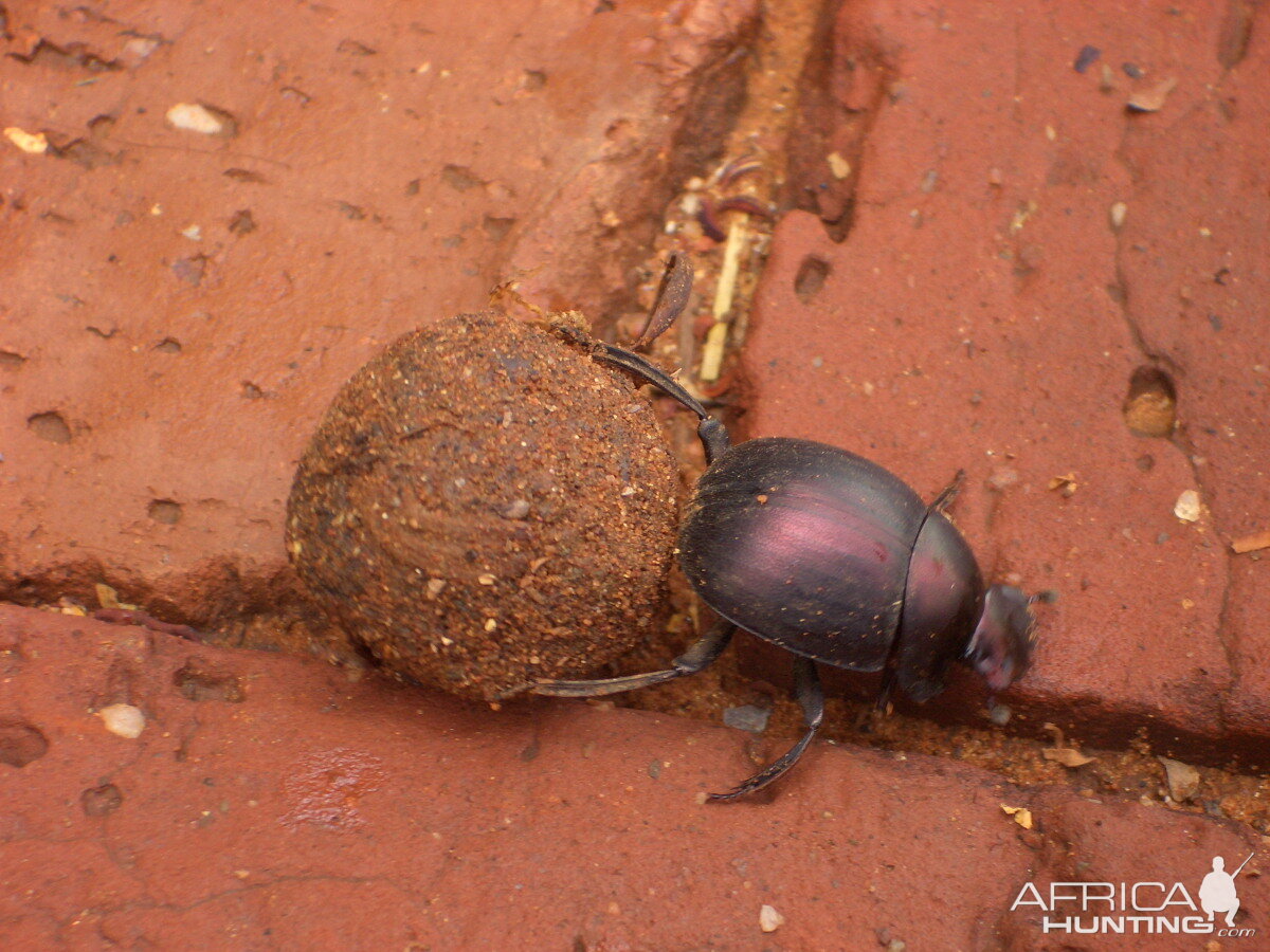 Dung Beetle