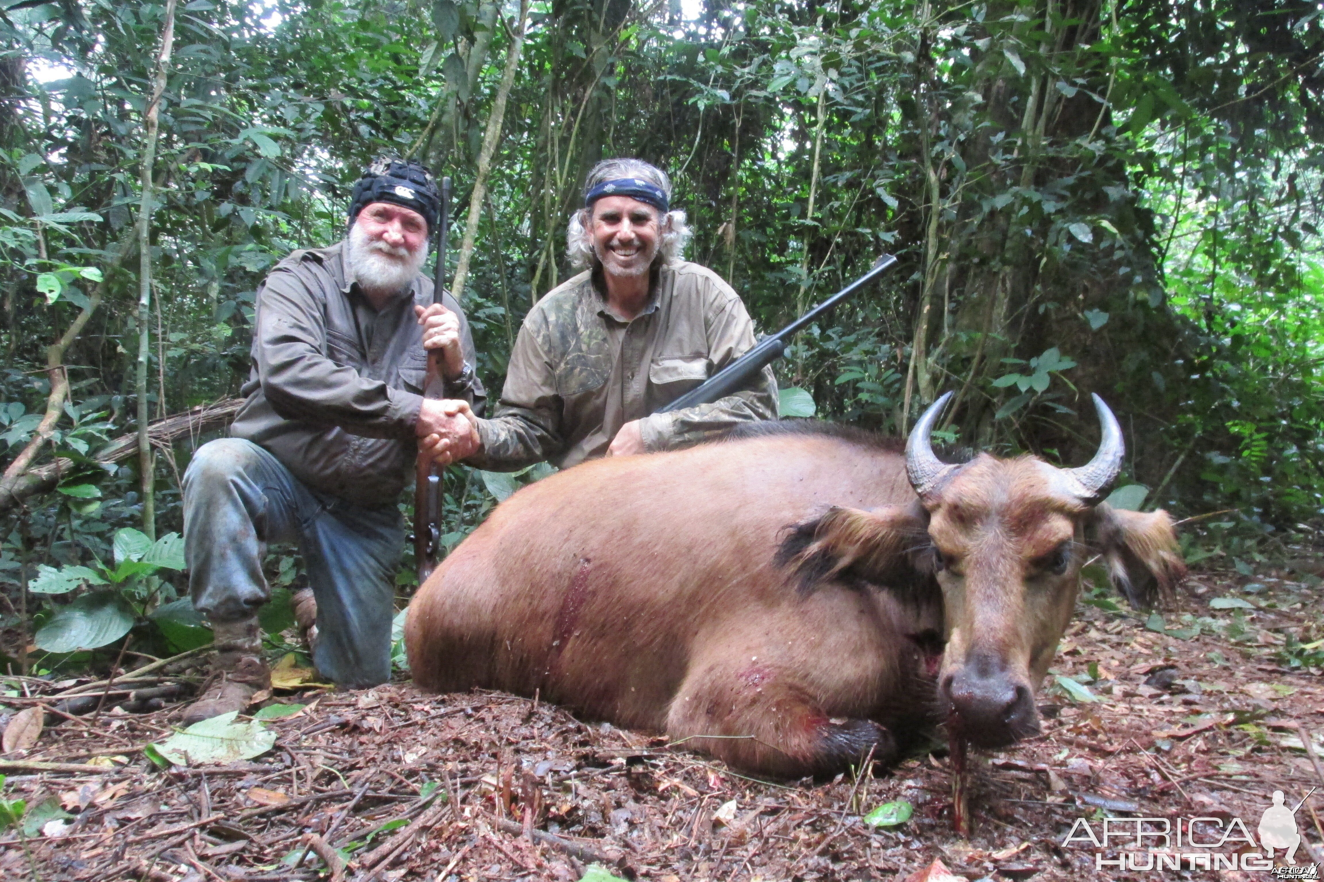 Dwarf Forest Buffalo, Eastern Cameroon