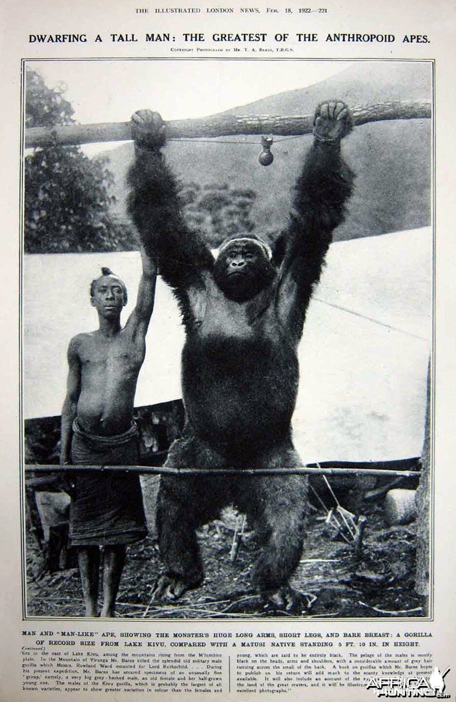 Dwarfing a Tall Man: The Greatest of the Anthropoid Apes