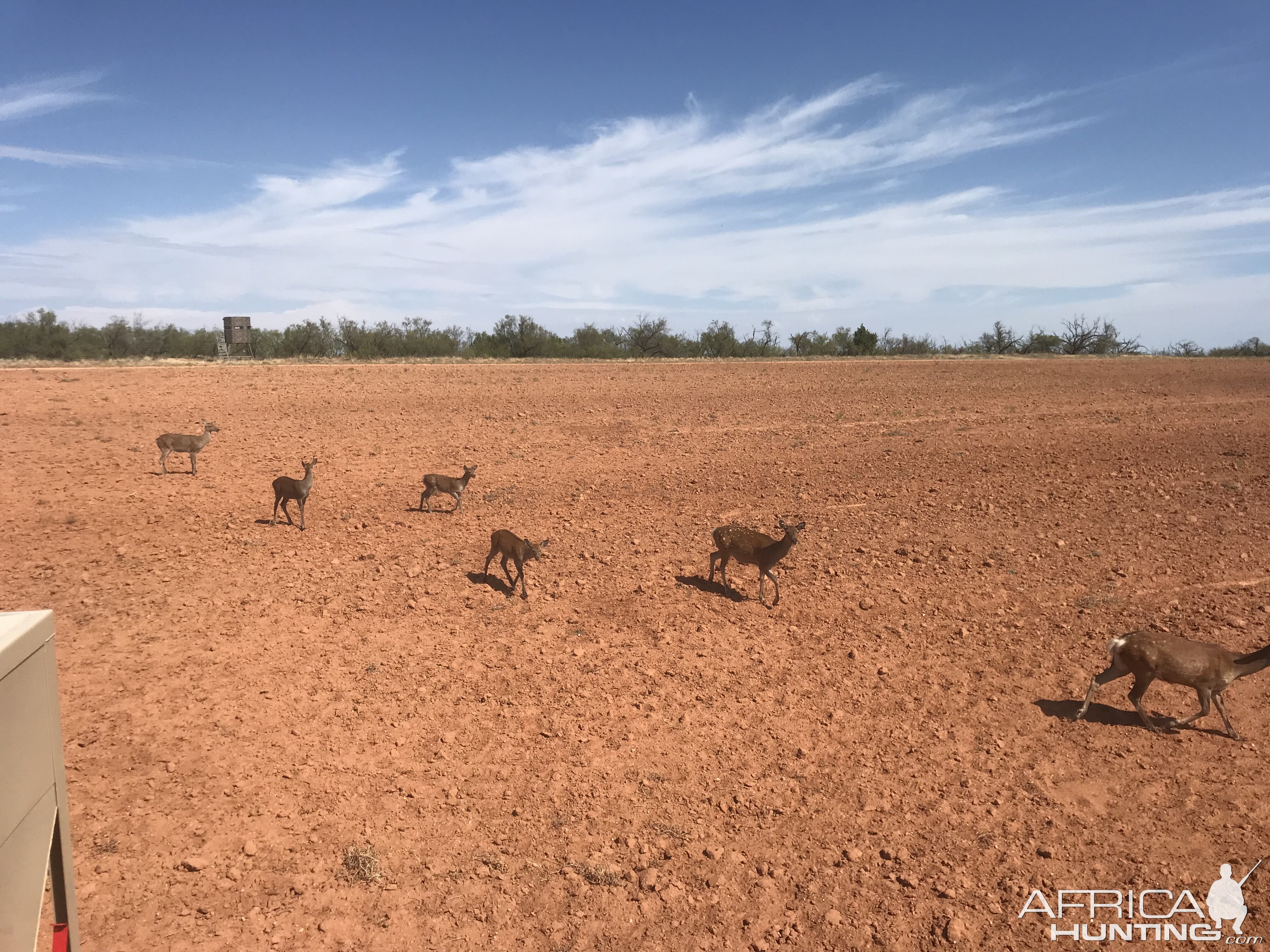 Dybowski Sika Deer in Texas USA