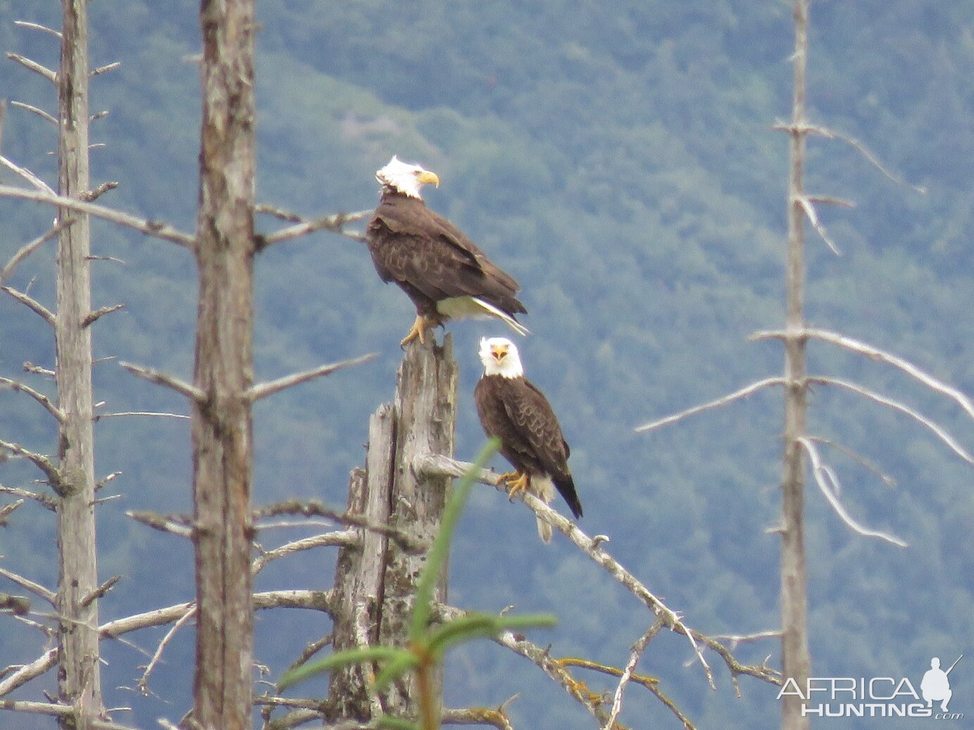 Eagles in Alaska