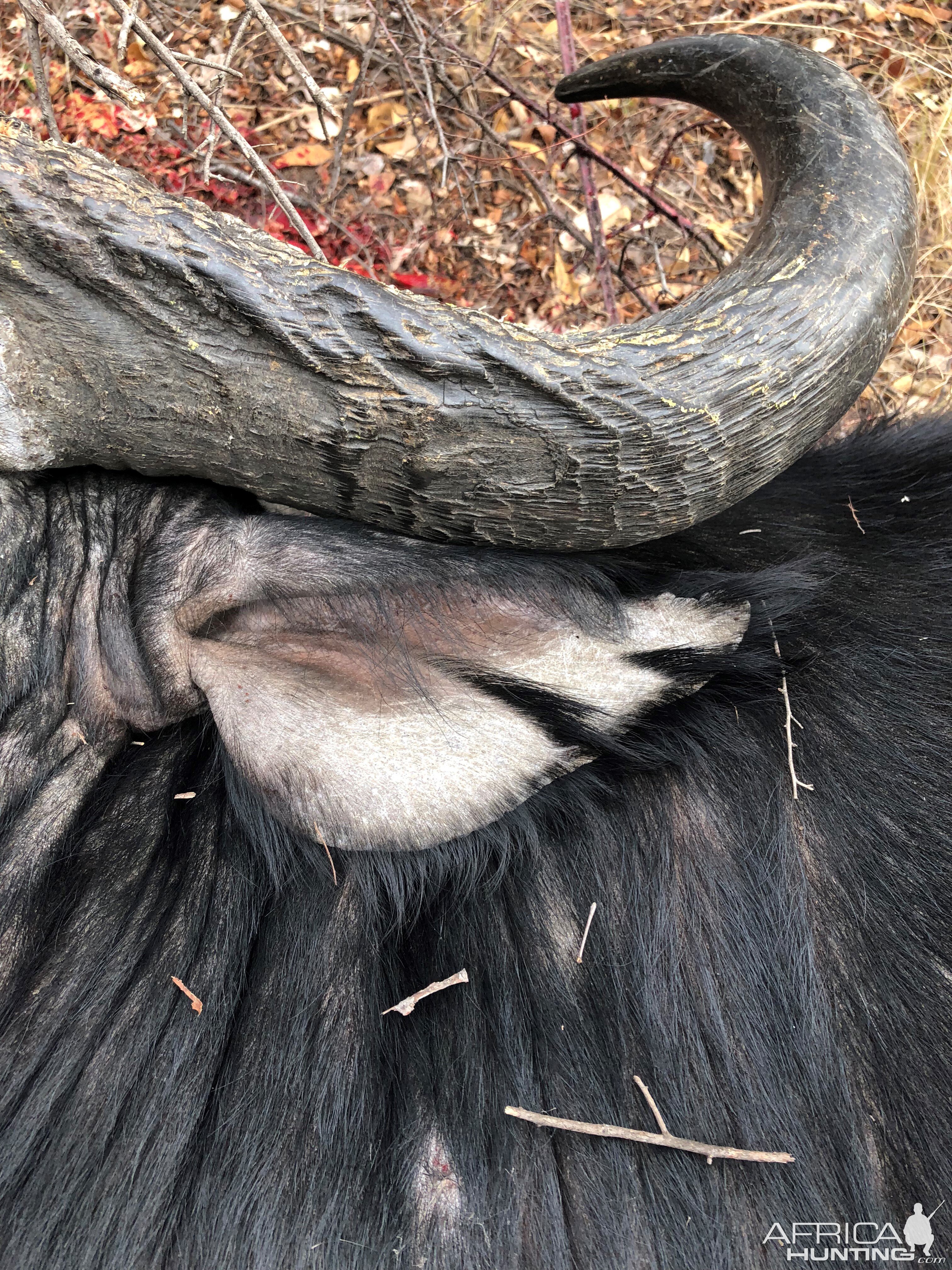 Ear of Cape Buffalo