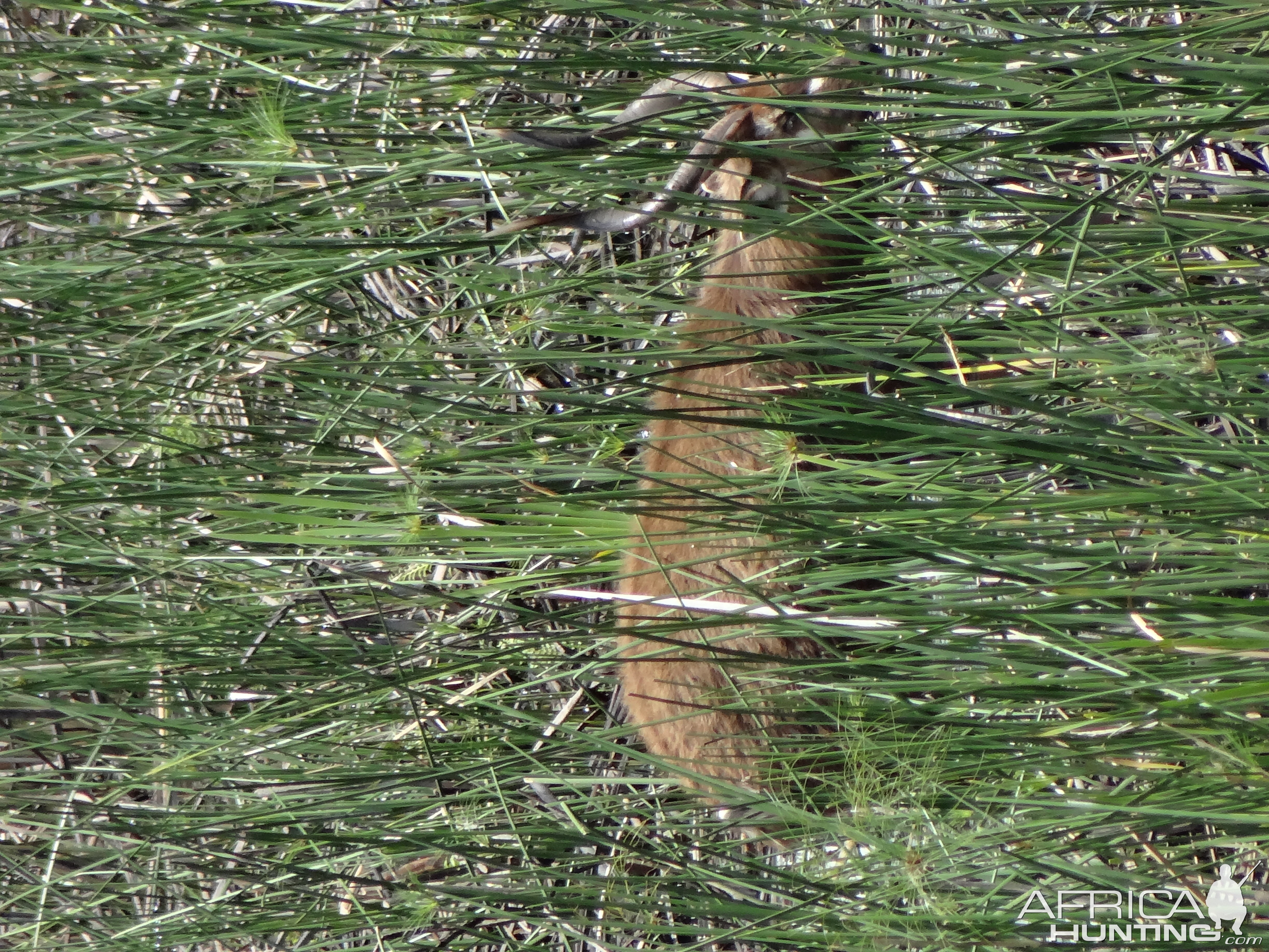 East Africa SITATUNGA - UGANDA