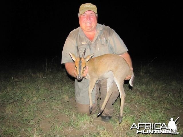 East African Bush Duiker Hunted in Uganda