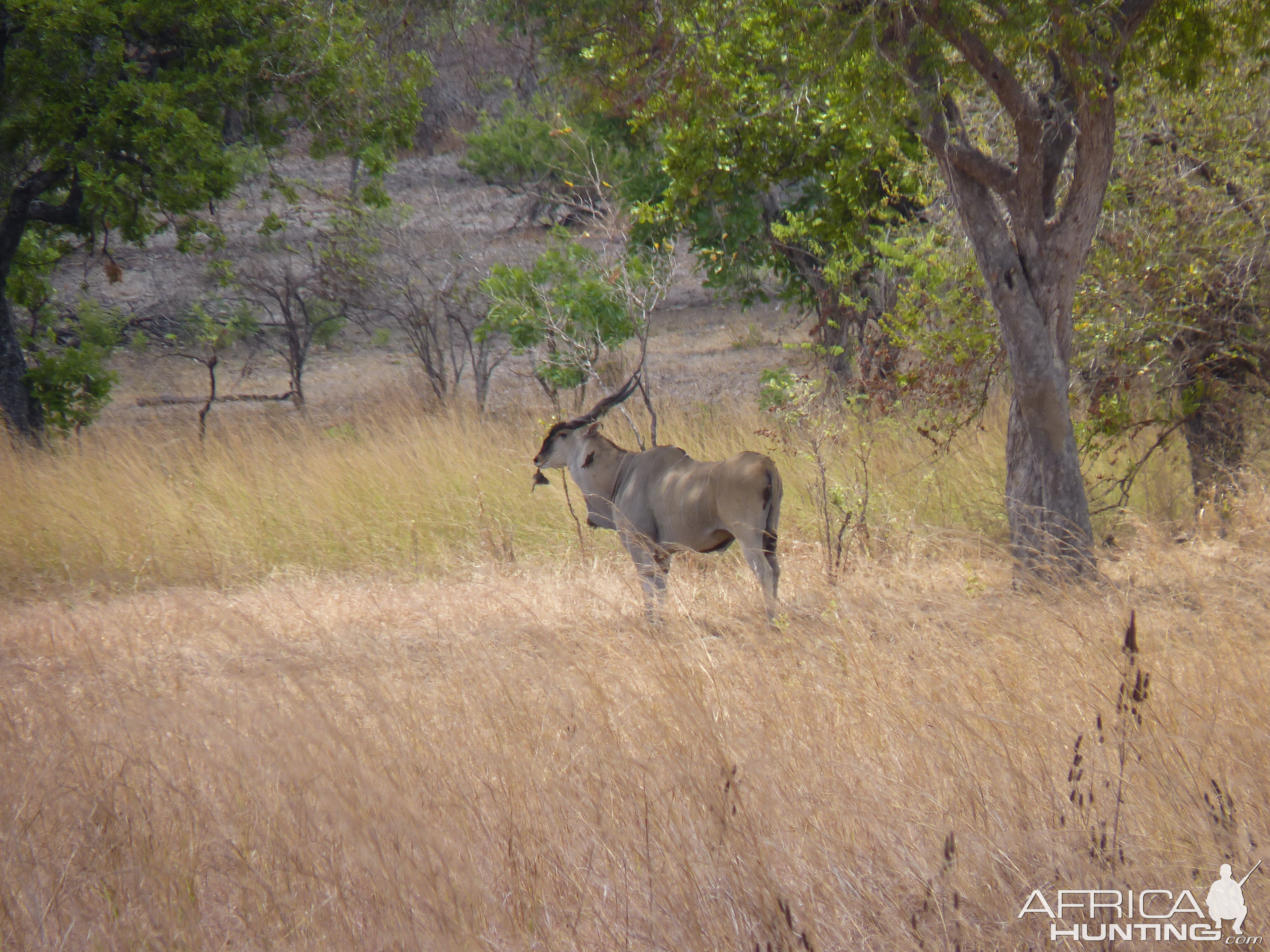 East African Eland in Tanzania