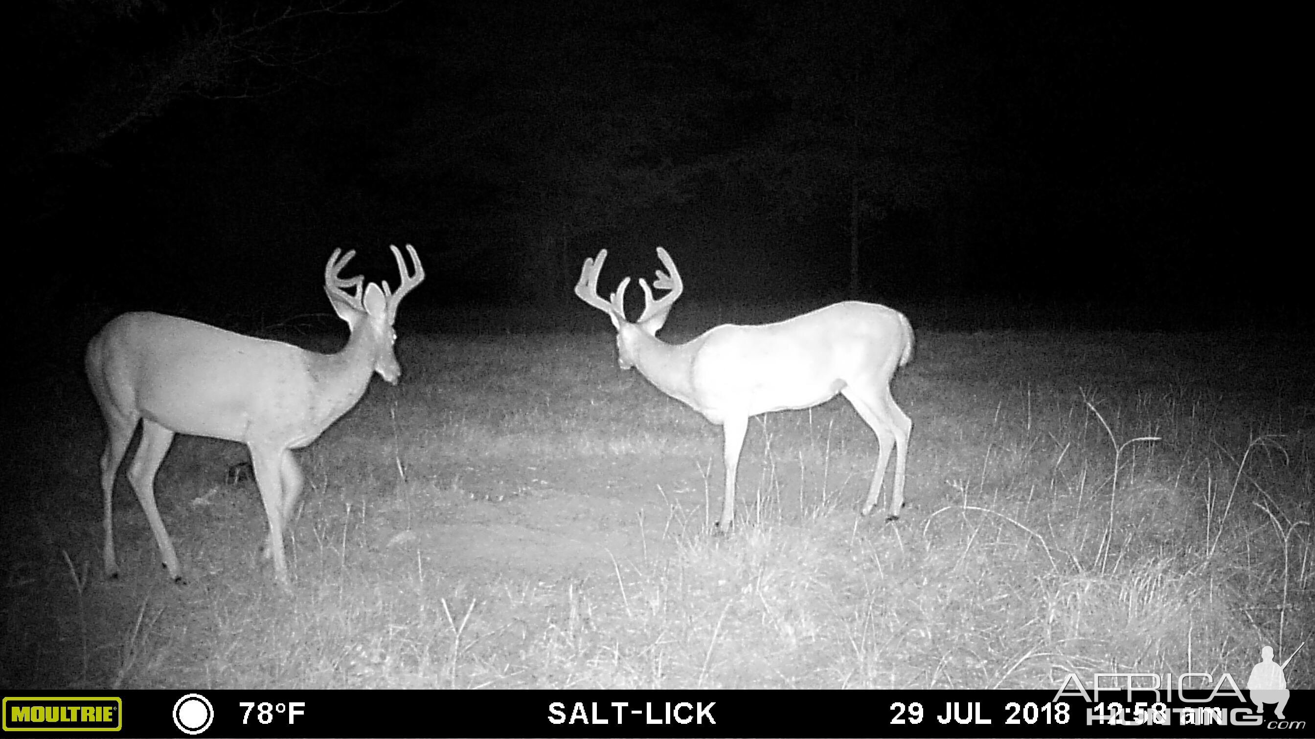 East Texas USA Trail Cam Pictures Deer