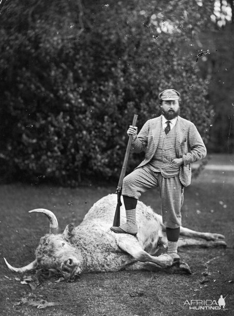 Edward, Prince of Wales Hunting wild Chillingham bull