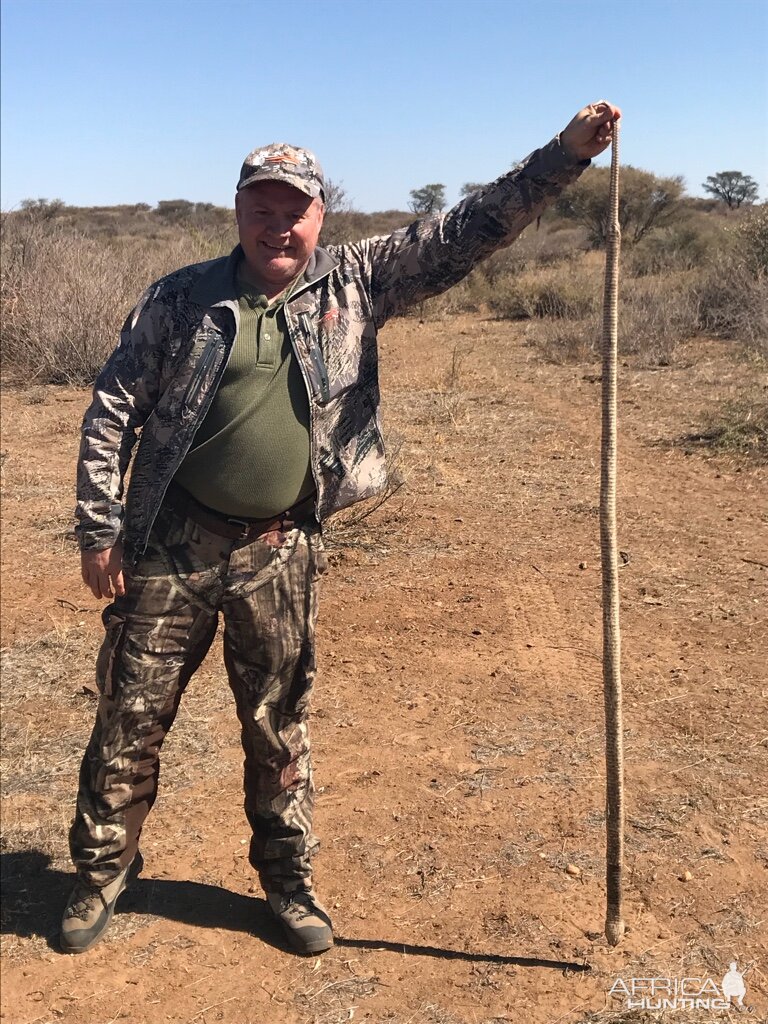 Egyptian Cobra Hunt Namibia