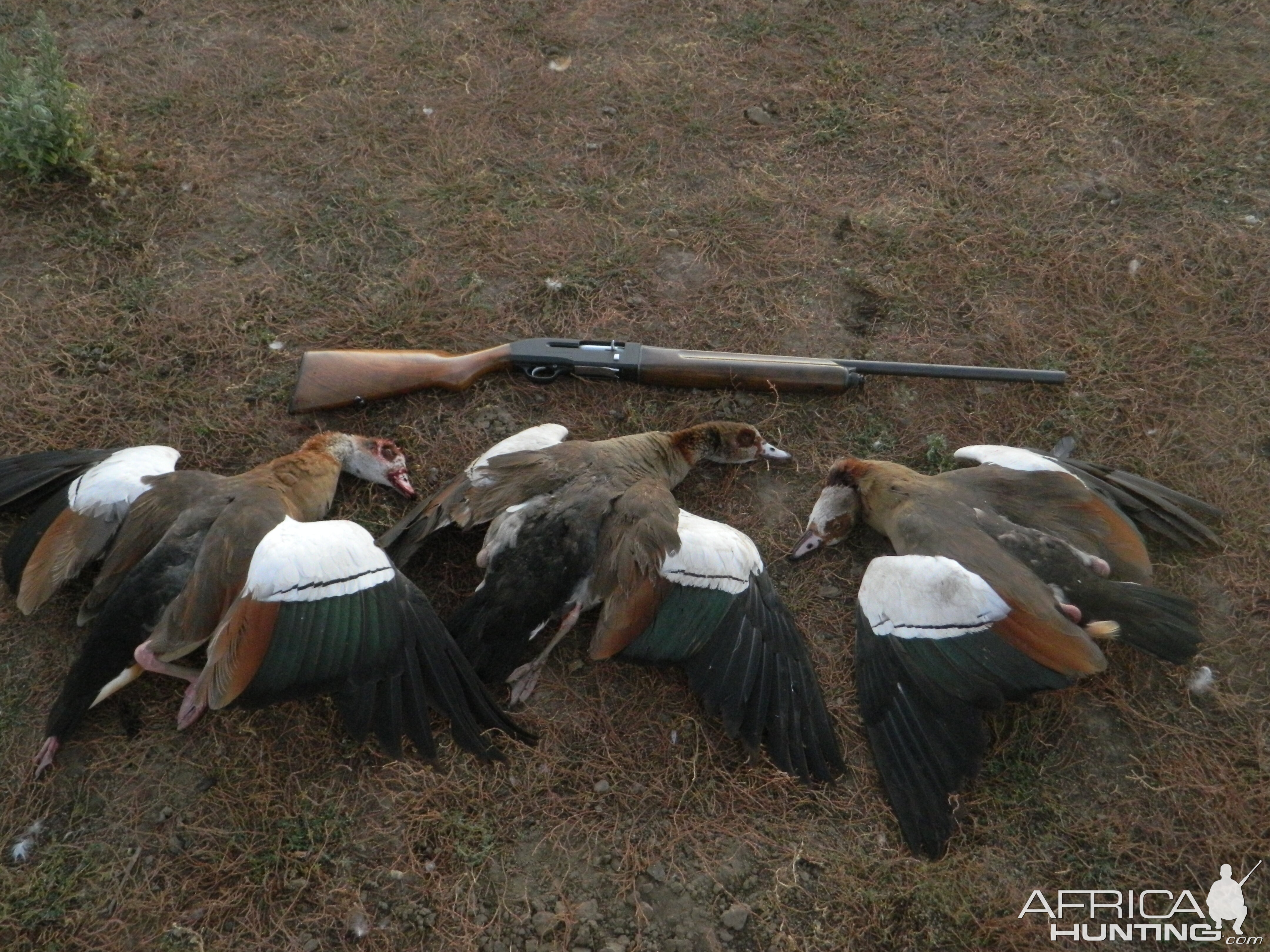 Egyptian Geese Hunt in Namibia