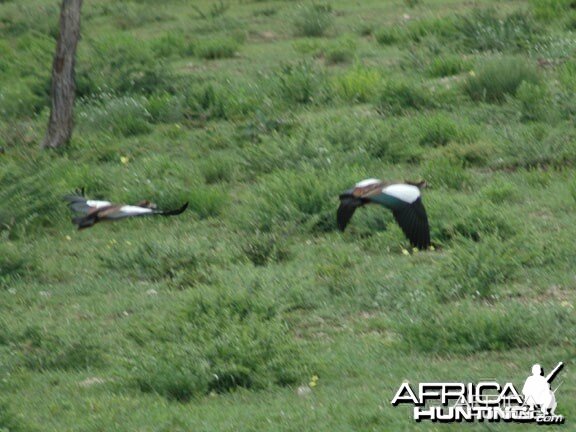 Egyptian Geese