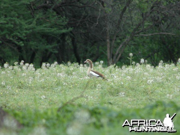 Egyptian Goose