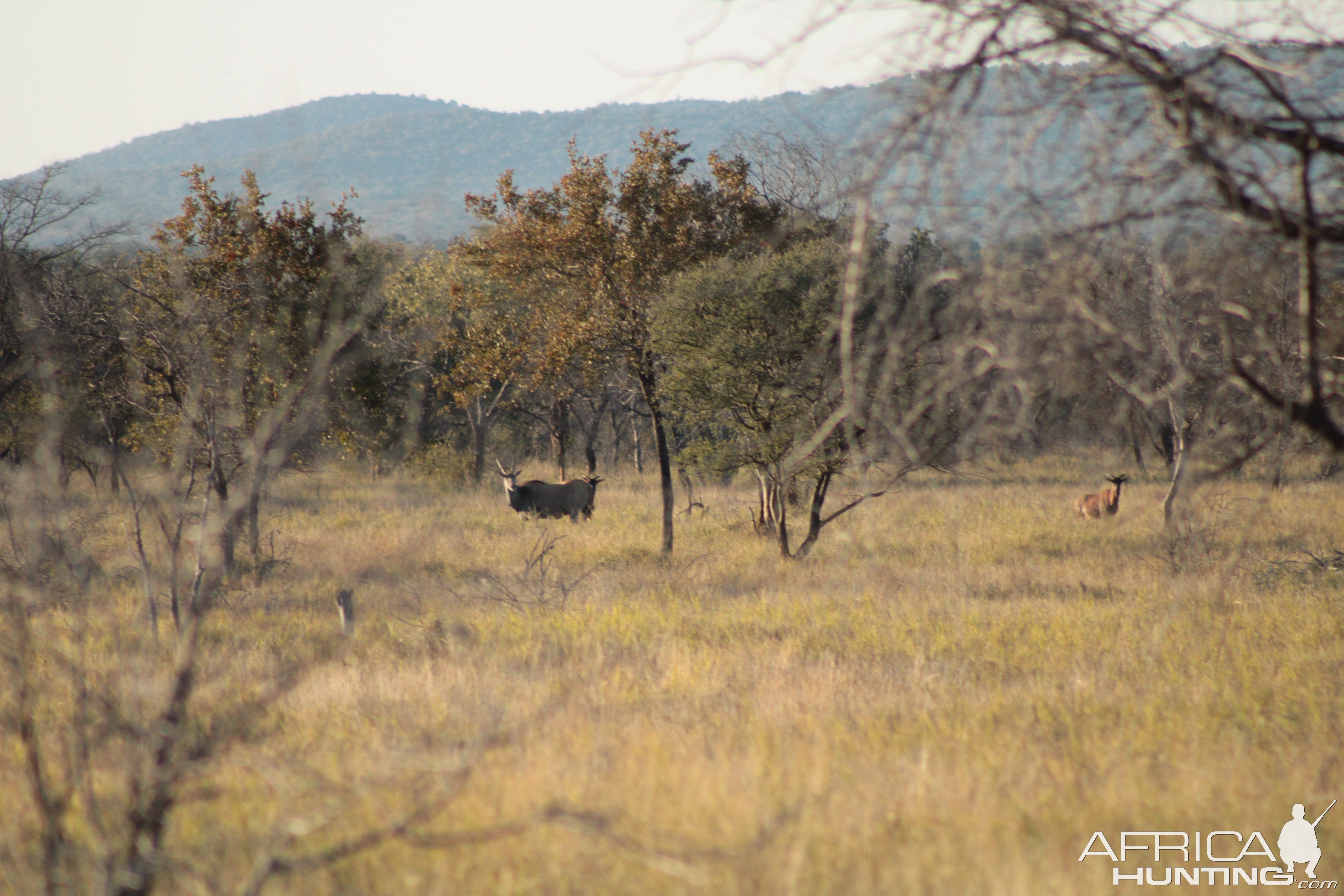 Eland Buffalo Limpopo South Africa