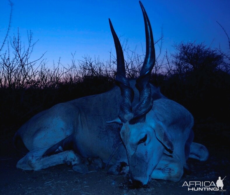 Eland Bull - Namibia