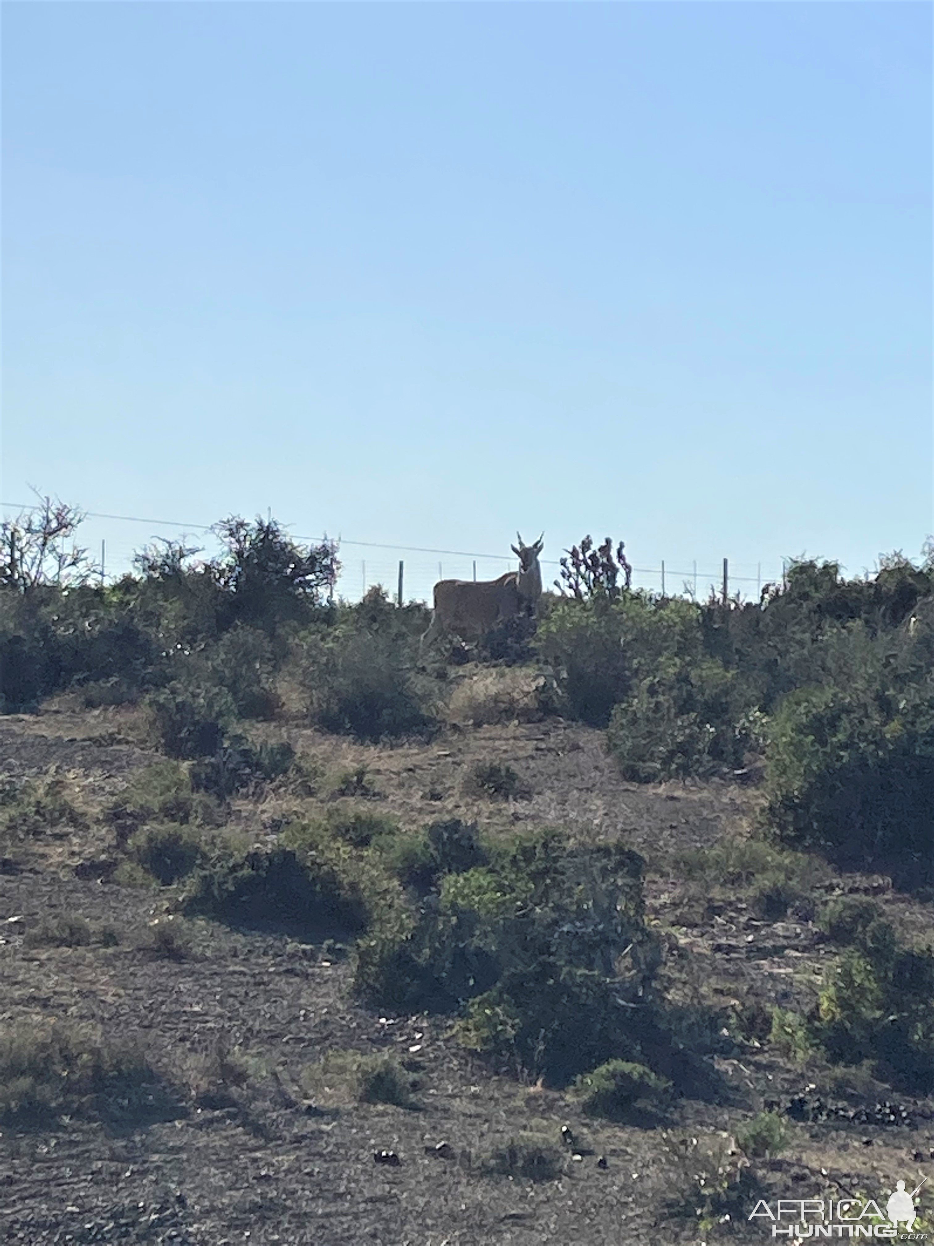 Eland Bull South Africa