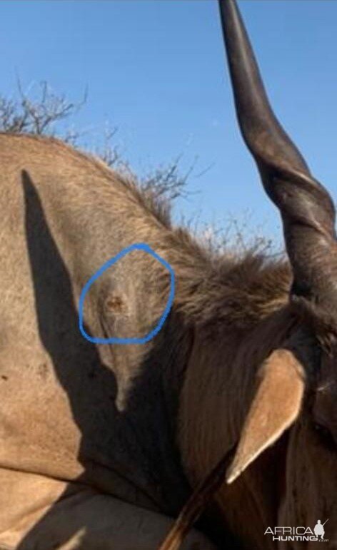 Eland bullet placement