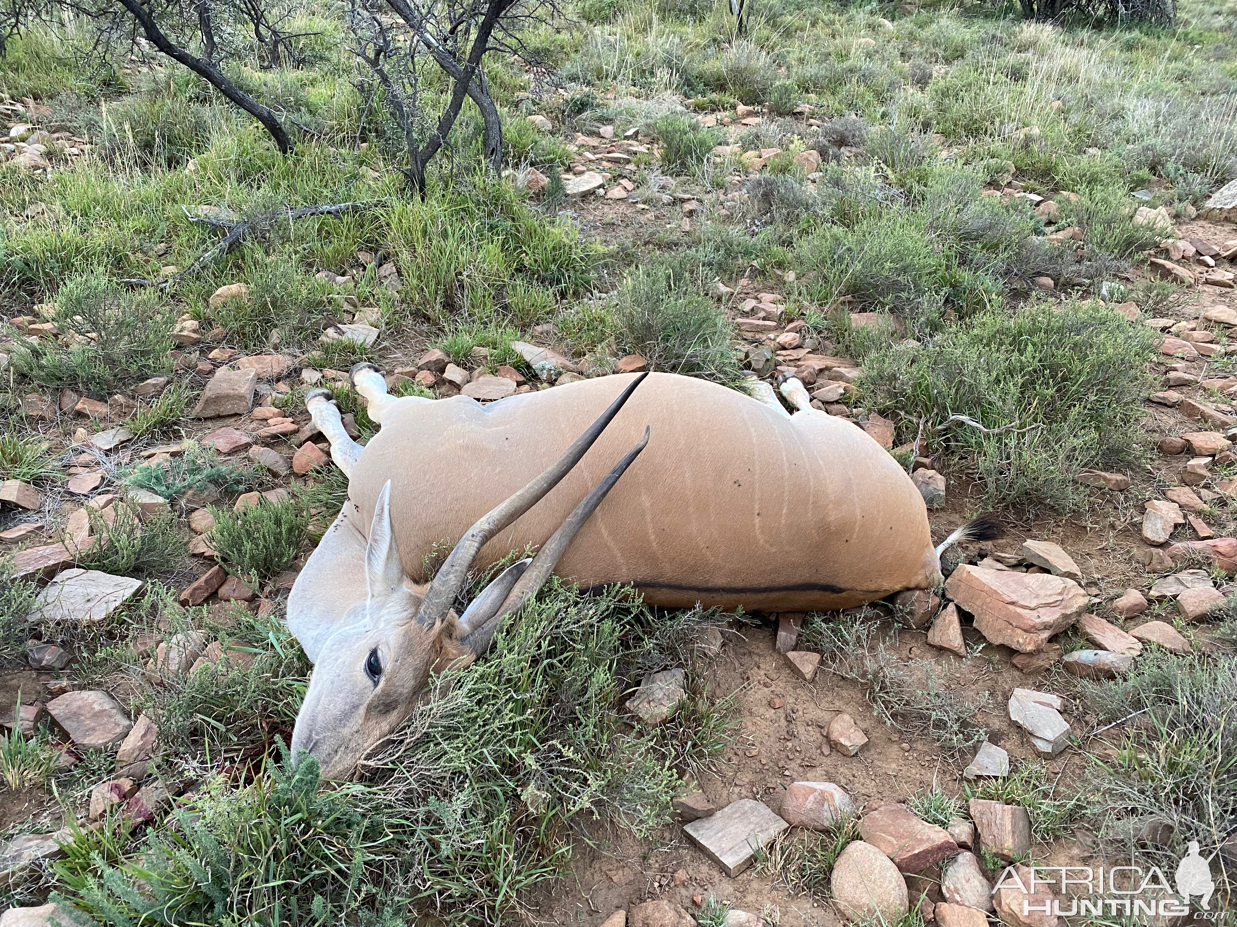 Eland Cow North Eadtern Cape South Africa