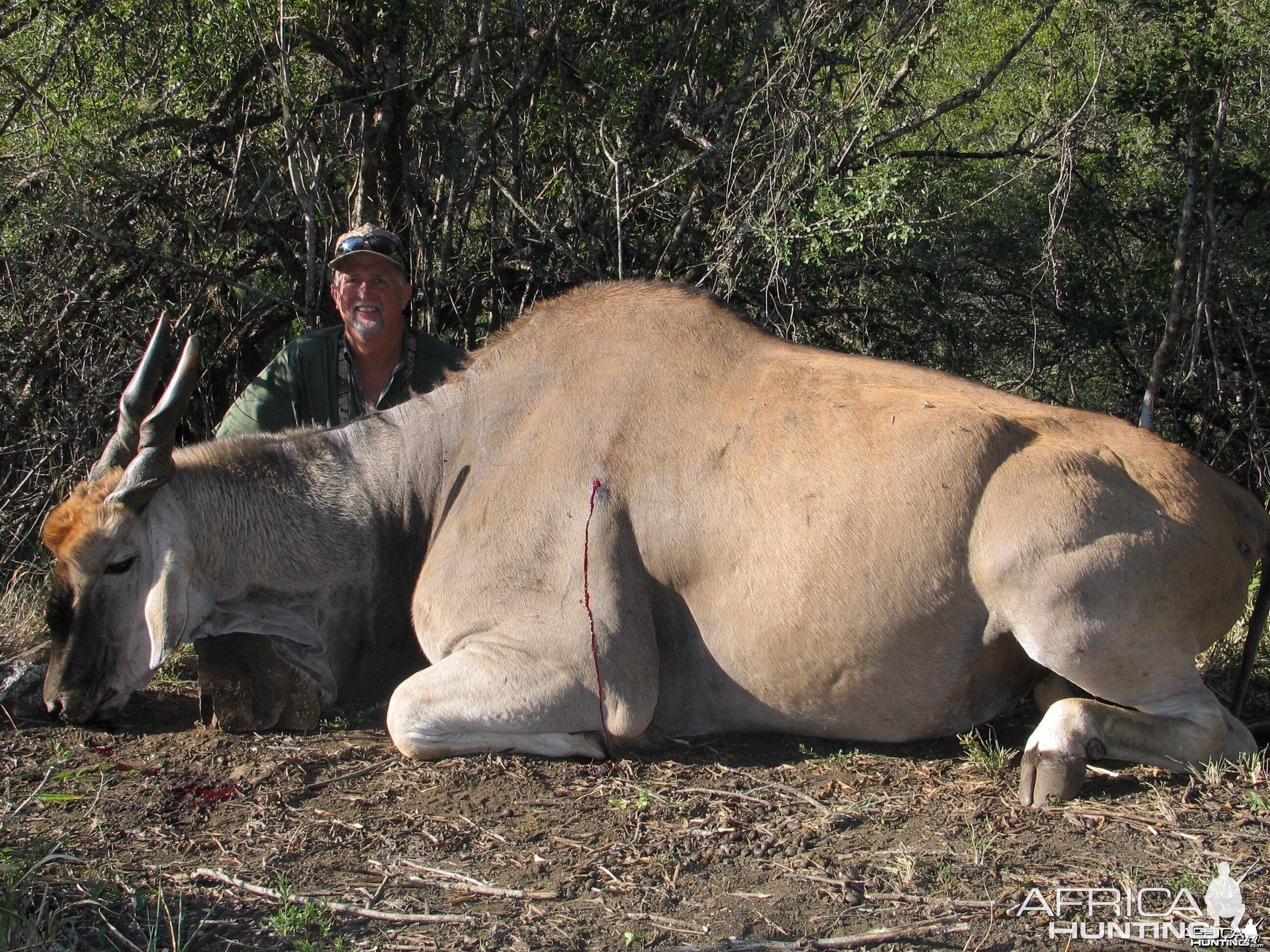 Eland East Cape, SA 2004