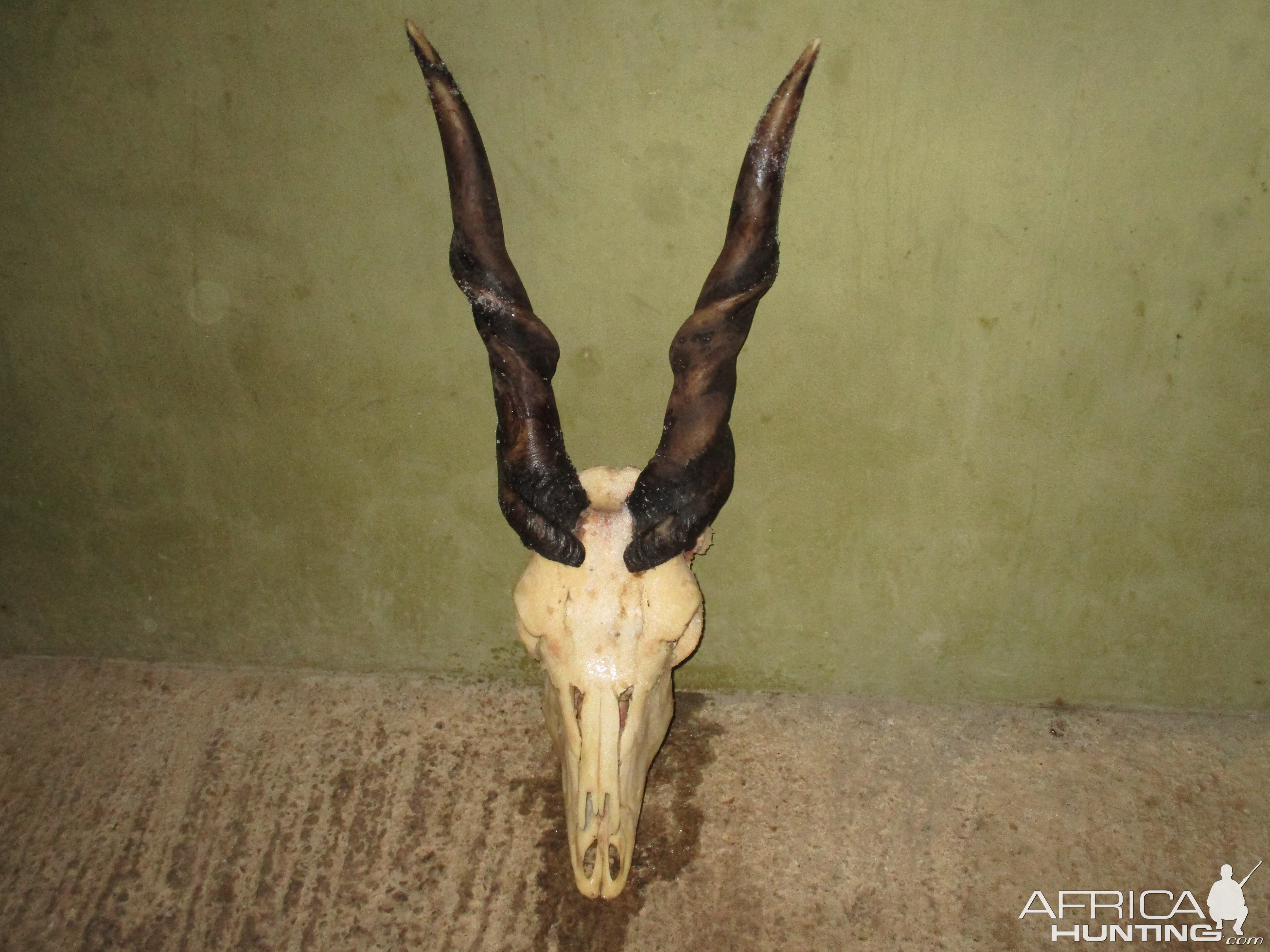 Eland European Skull Mount Taxidermy