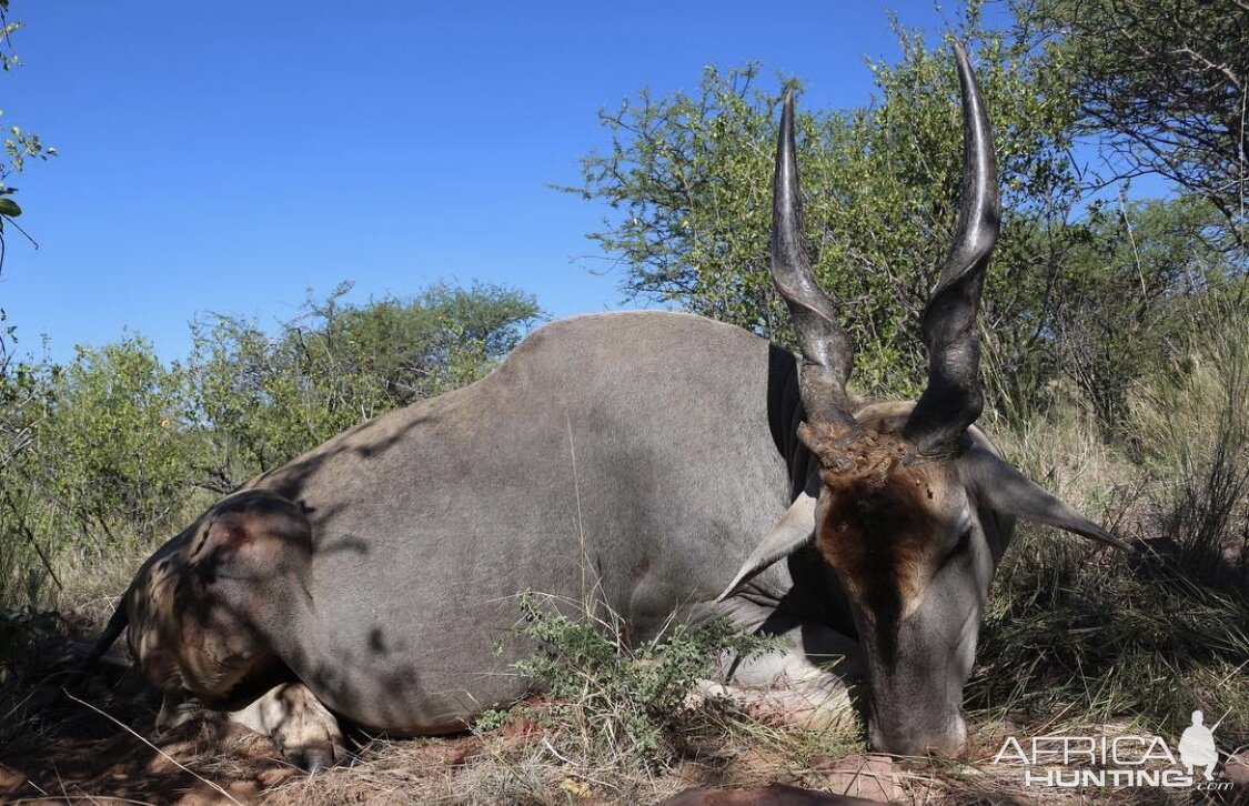 Eland Guided by Zana Botes