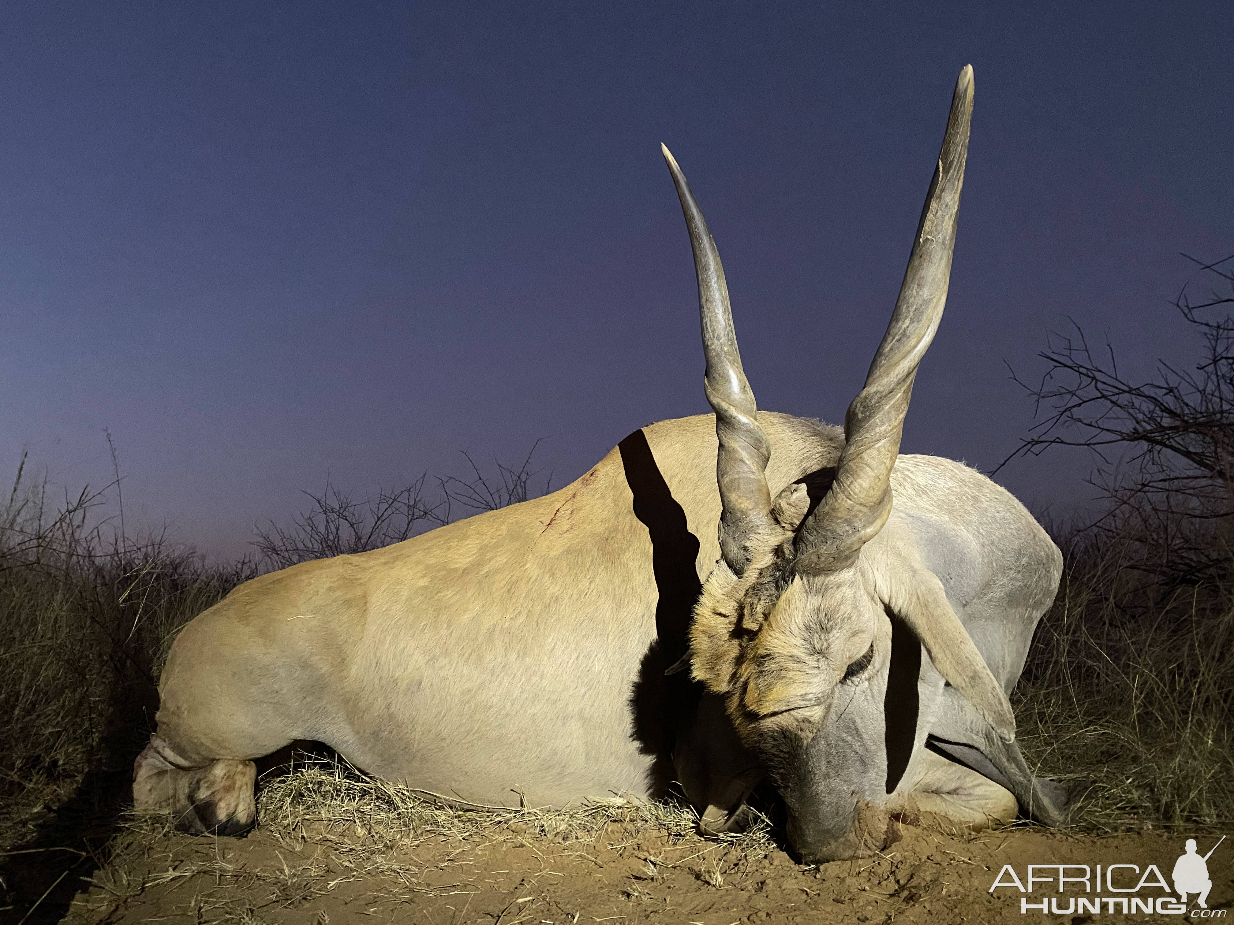 Eland Hunt Kalahari South Africa