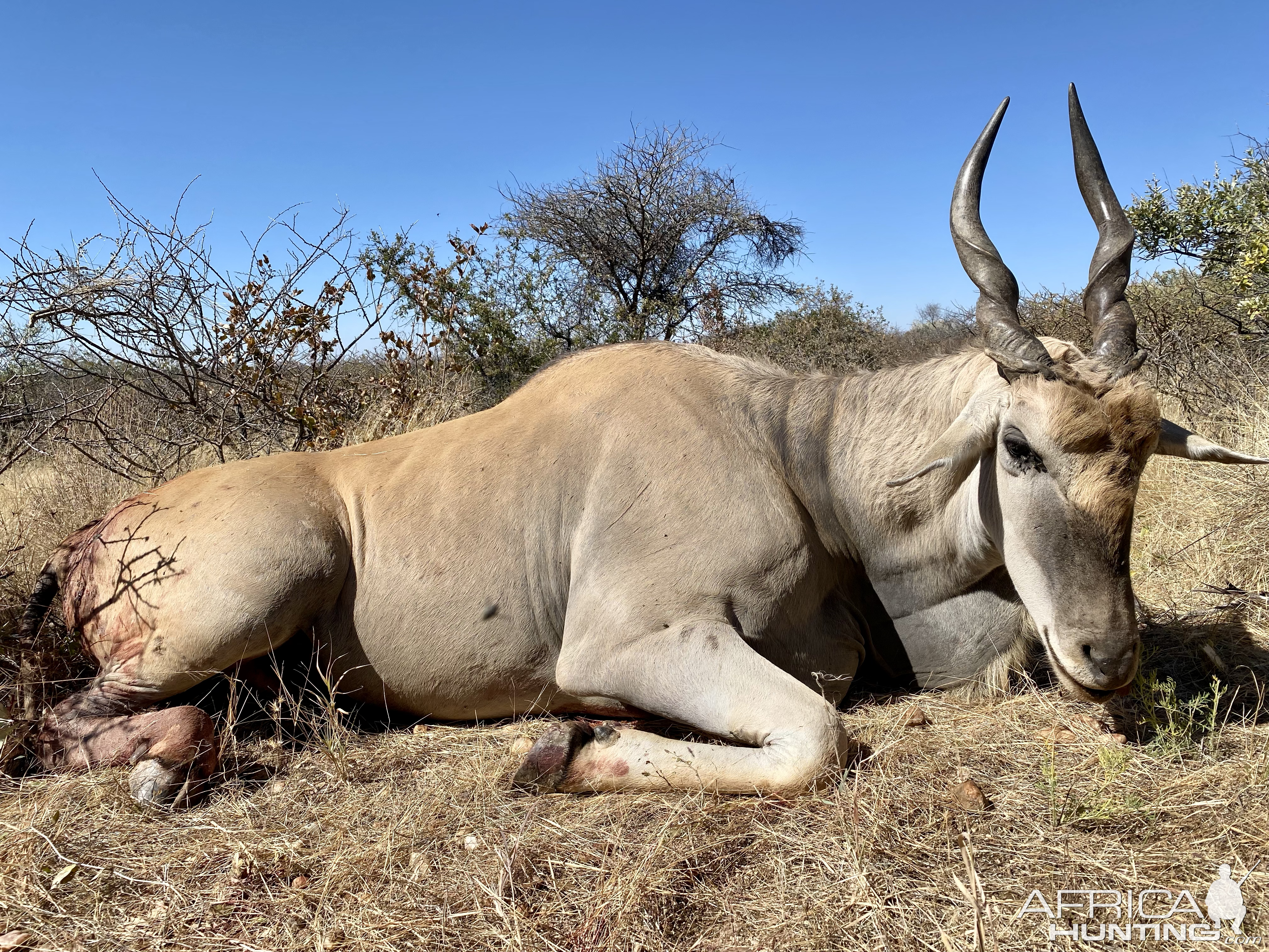 Eland Hunt Namibia