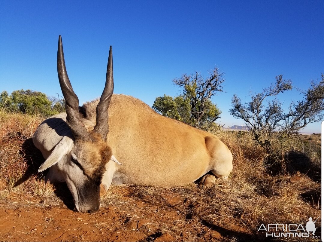 Eland Hunt South Africa