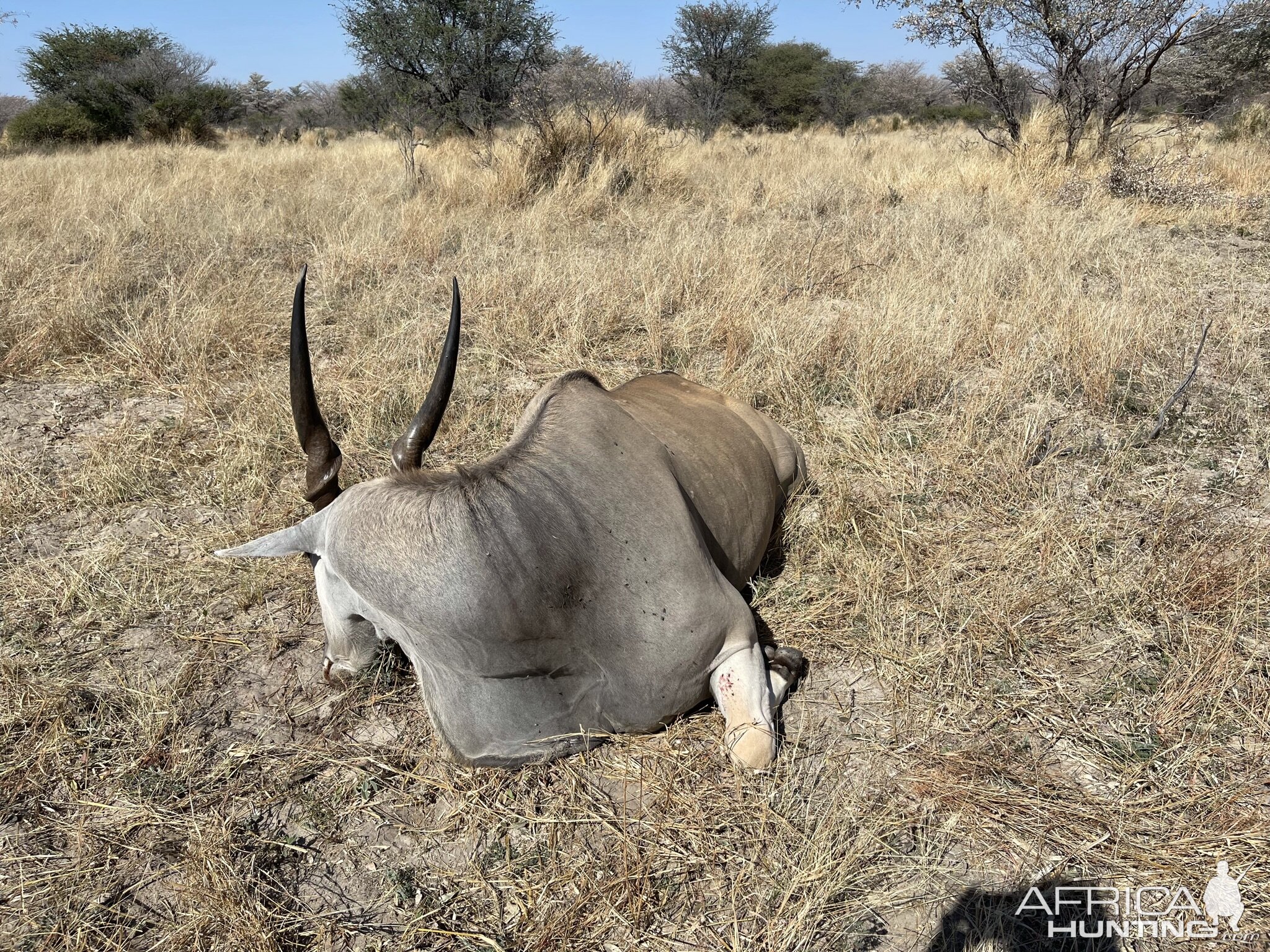 Eland Hunting Botswana