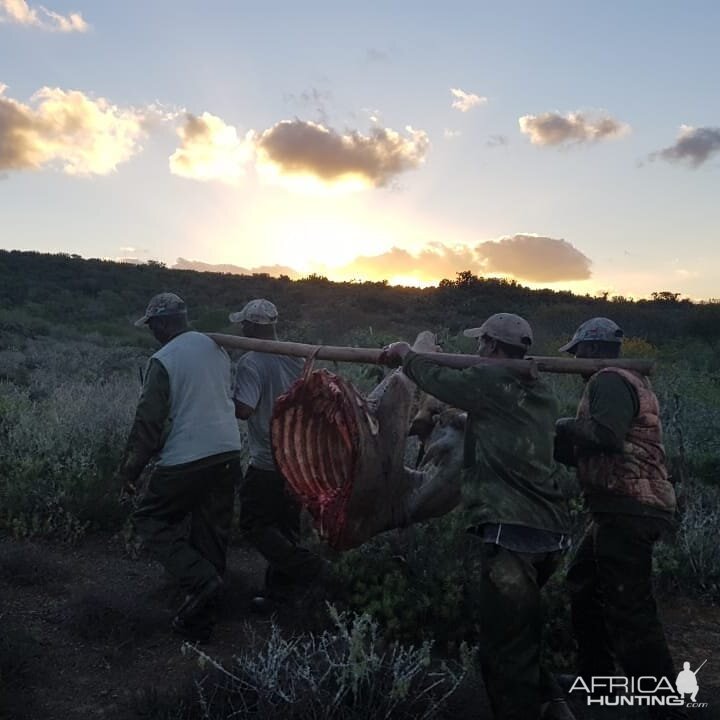 Eland Hunting in South Africa