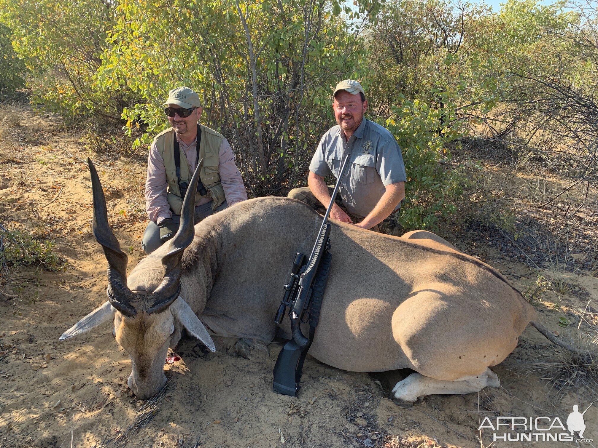 Eland Hunting Namibia