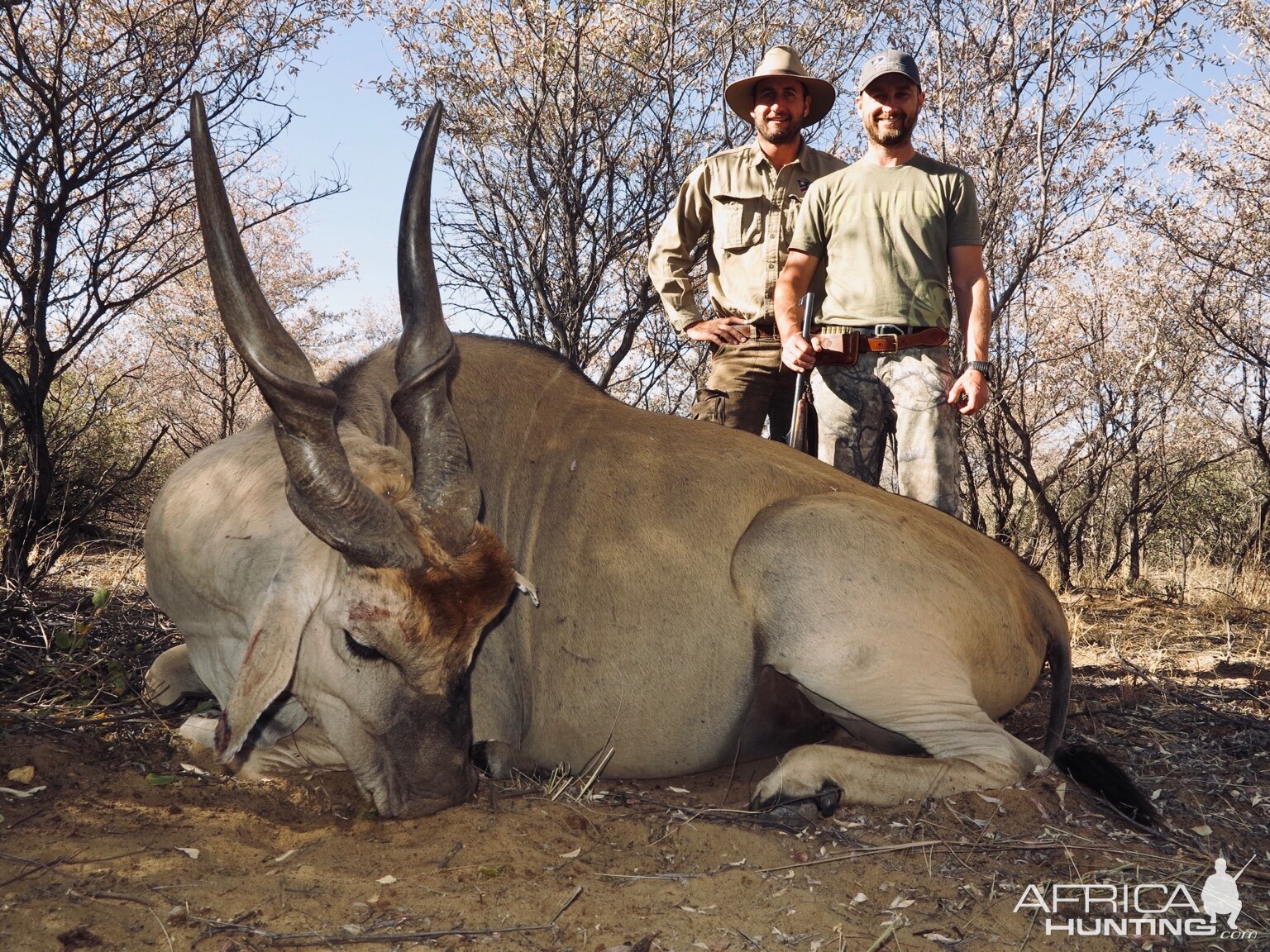 Eland Hunting Namibia