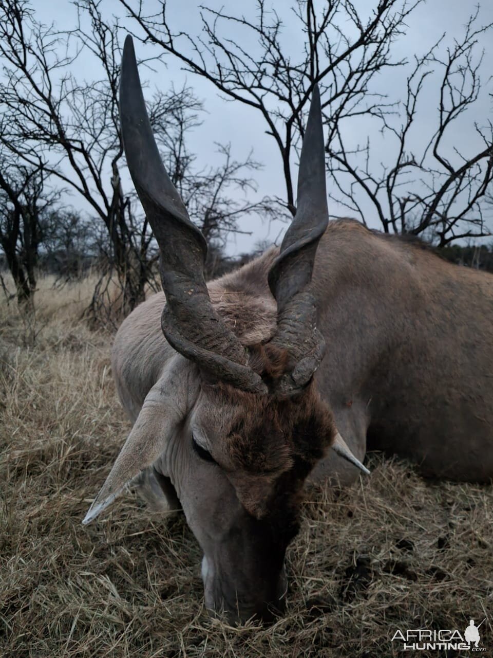 Eland Hunting South Africa