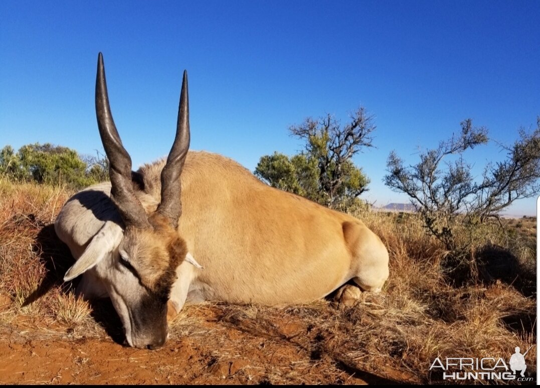 Eland Hunting South Africa