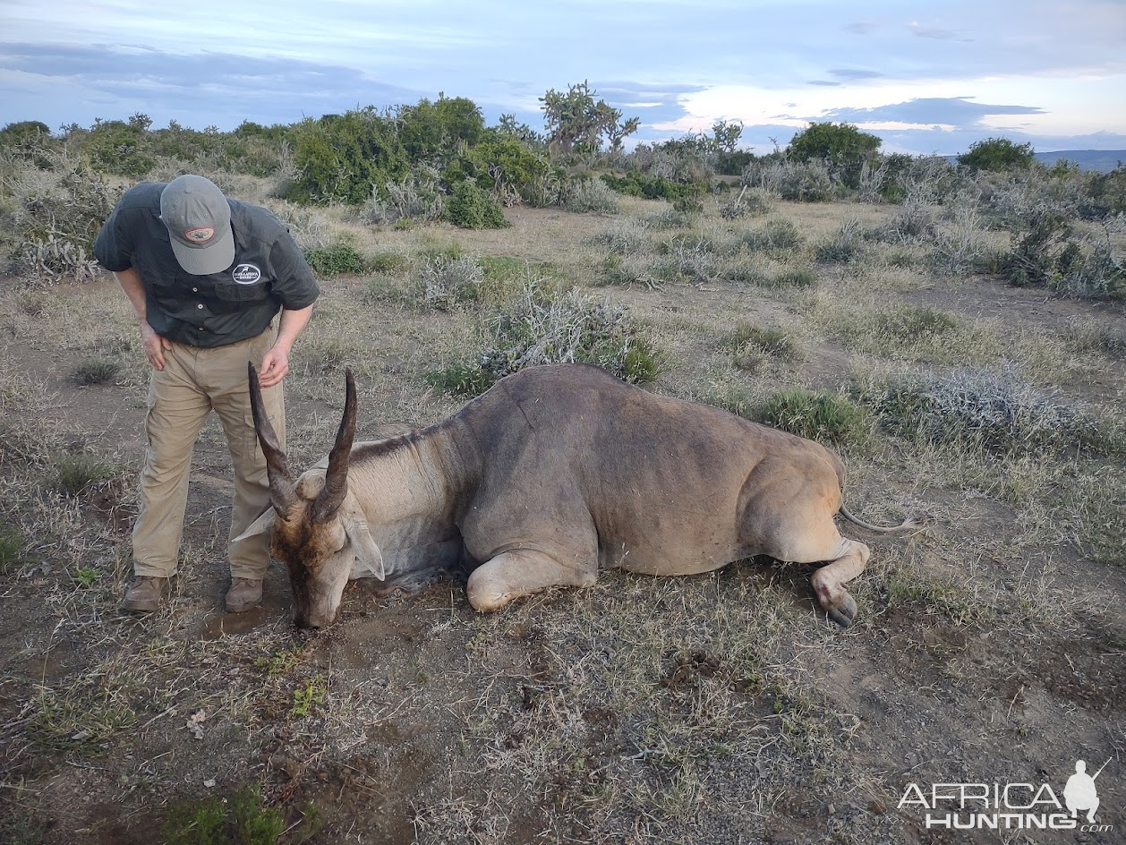 Eland Hunting South Africa