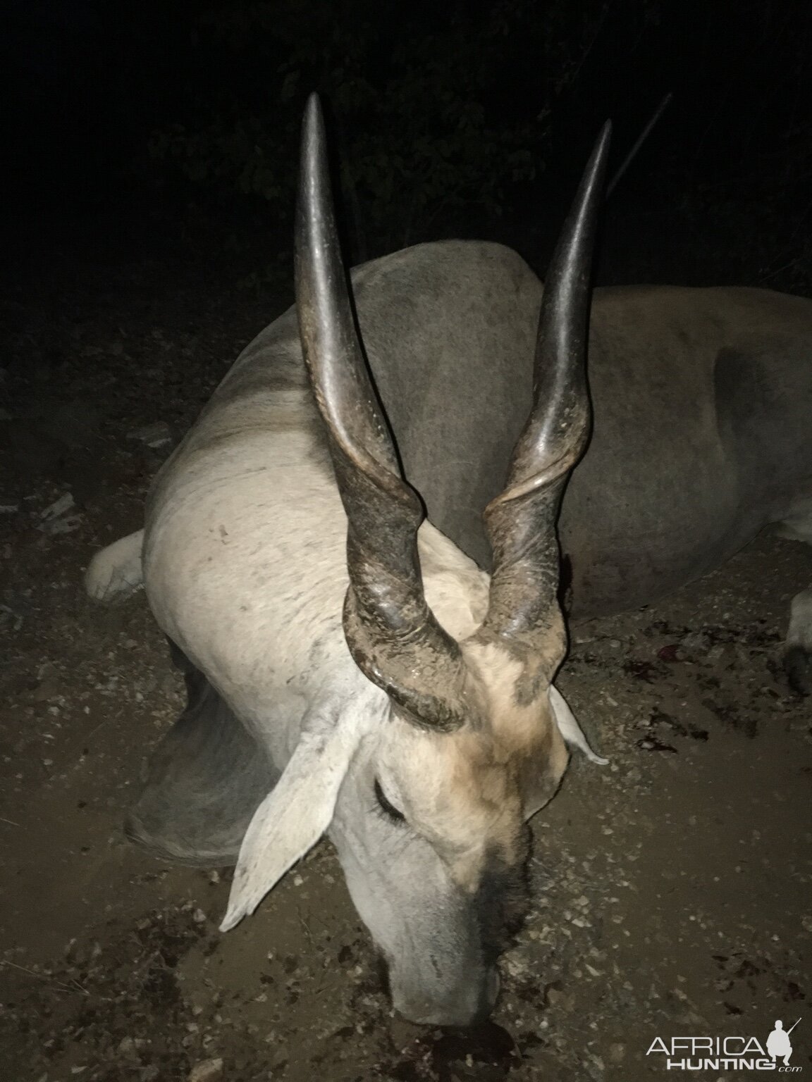 Eland Hunting South Africa