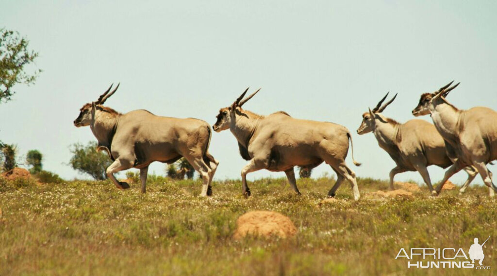 Eland in South Africa