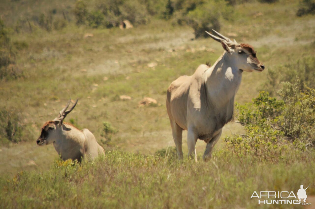 Eland in South Africa