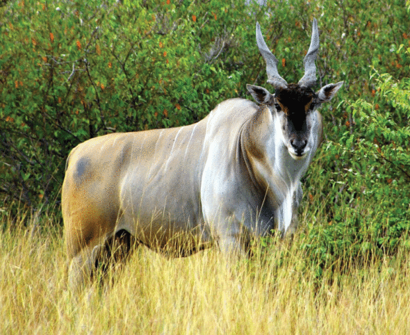 Eland Namibia Wildlife
