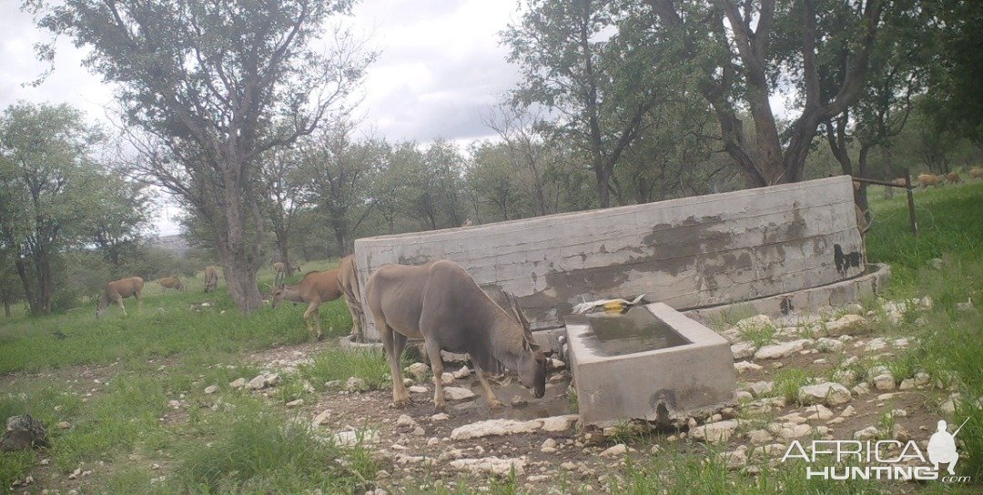 Eland Namibia