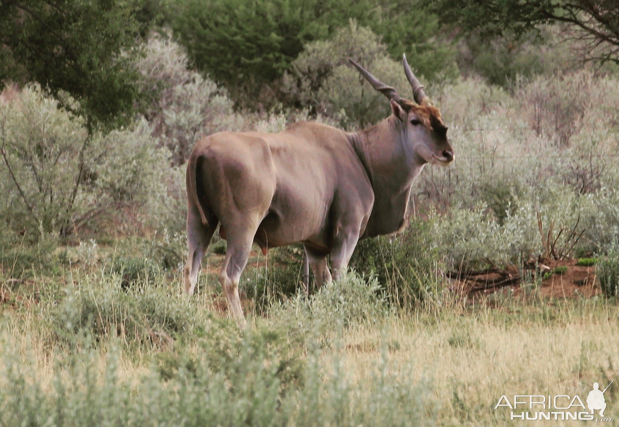 Eland Namibia