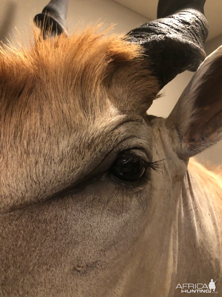 Eland Shoulder Mount Close Up Taxidermy