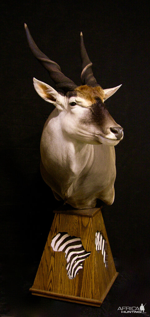 Eland Shoulder Mount Pedestal Taxidermy