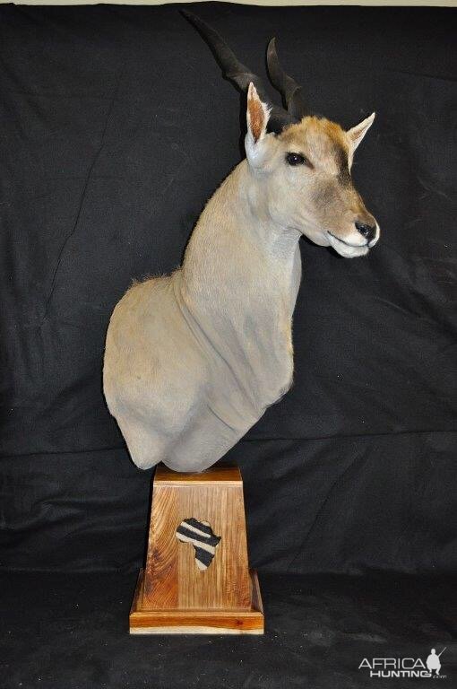 Eland Shoulder Mount Pedestal Taxidermy