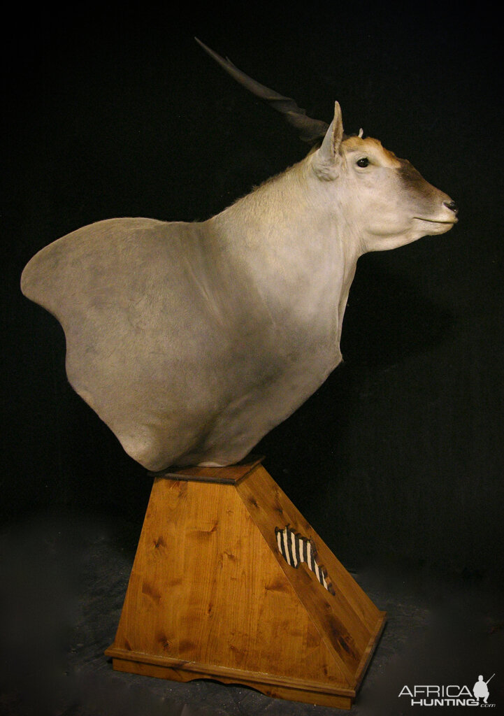 Eland Shoulder Mount Pedestal Taxidermy