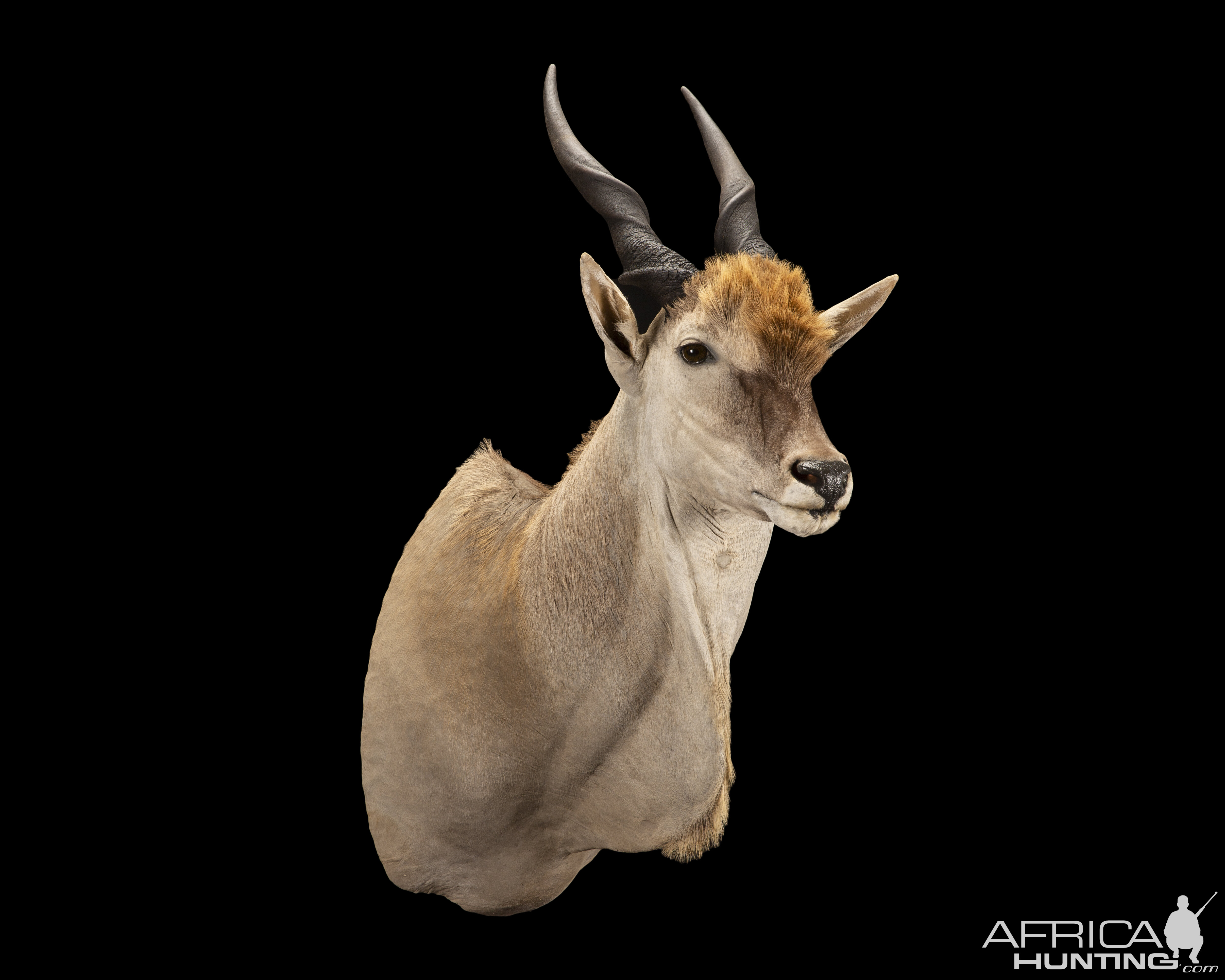 Eland Shoulder Mount Taxidermy