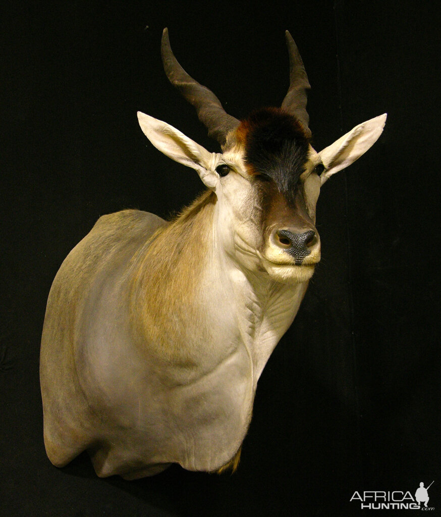 Eland Shoulder Mount Taxidermy