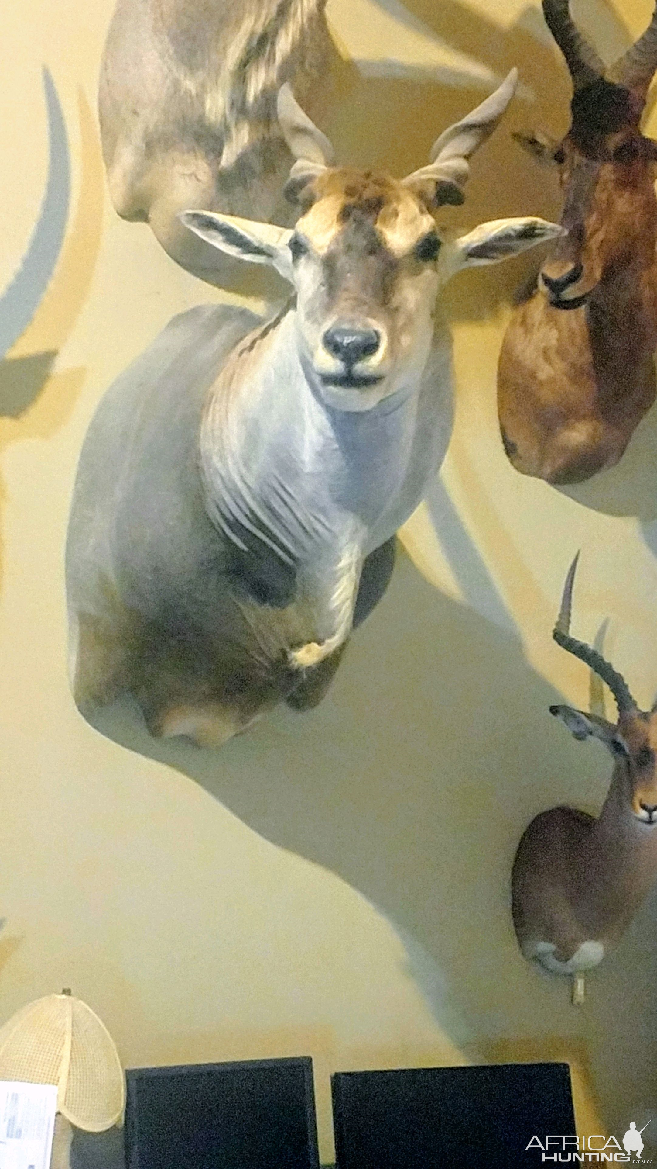 Eland Shoulder Mount Taxidermy